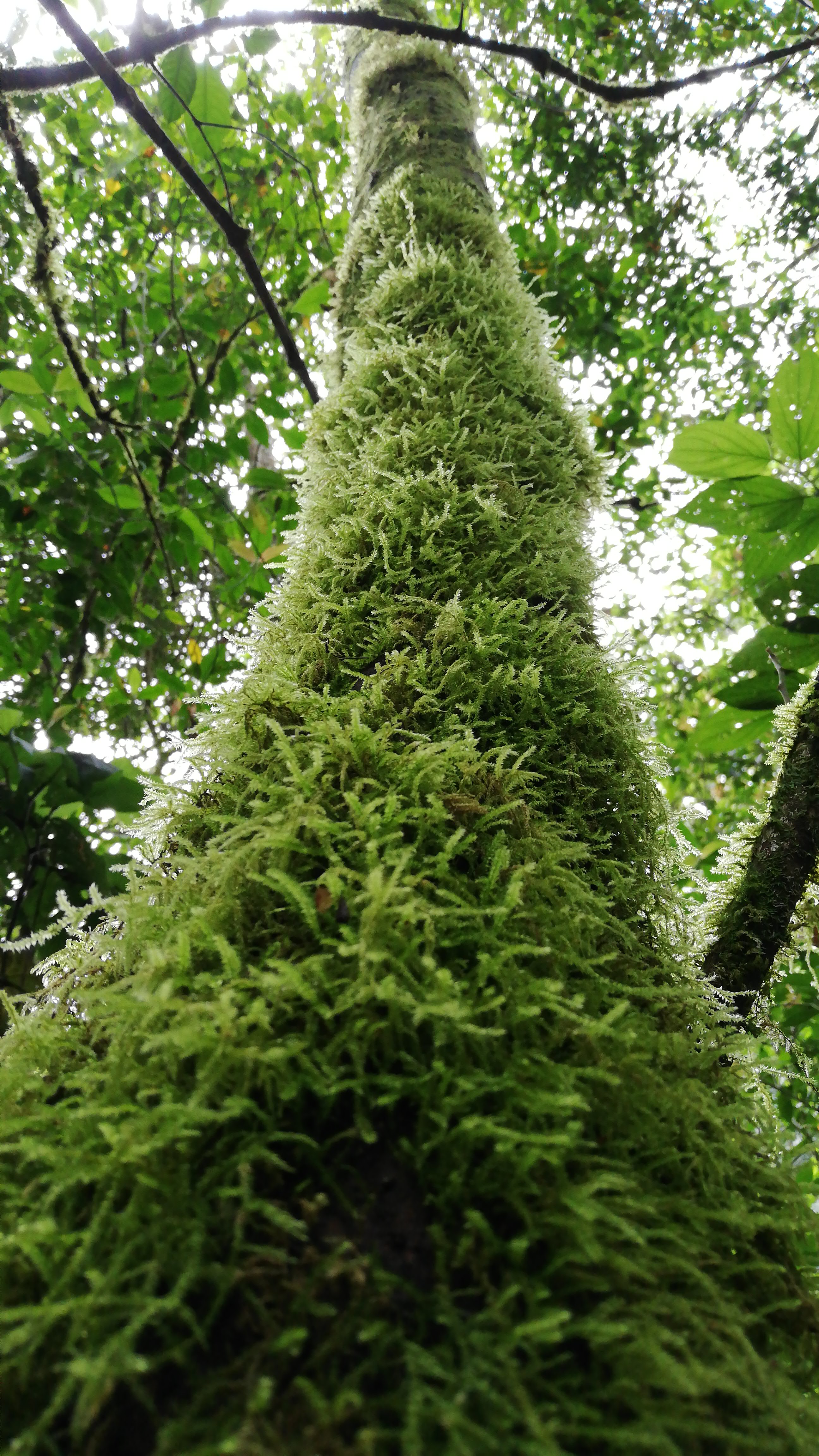 Flora 3